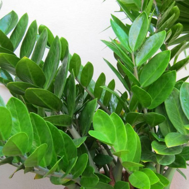 Zamioculcas Plant (ZZ Plant, Aroid Palm, Arum Fern)